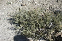 Ephedra gerardiana